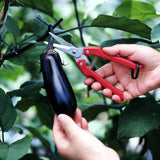 Person using ARS Fruit Harvest Shear Stainless Steel SE-45 to cut an eggplant from a plant.