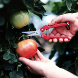 Person using ARS Fruit Harvest Shear Stainless Steel SE-45 to trim a tomato plant
