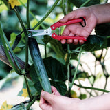 Person using ARS Fruit Harvest Shear Stainless Steel SE-45 to cut a cucumber from a plant