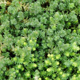 Sedum acre var. aurea - Gold Moss - 4.5 inch Pots - Flat of 10