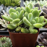 Sedum ‘Alice Evans’in a pot surrounded by other succulents