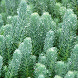 Sedum ruprestre 'Blue Spruce' - 4.5 inch Pots - Flat of 10
