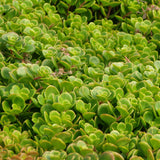 Sedum tetractinum - 4.5 inch Pots - Flat of 10