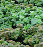 Sedum tetractinum - 4.5 inch Pots - Flat of 10