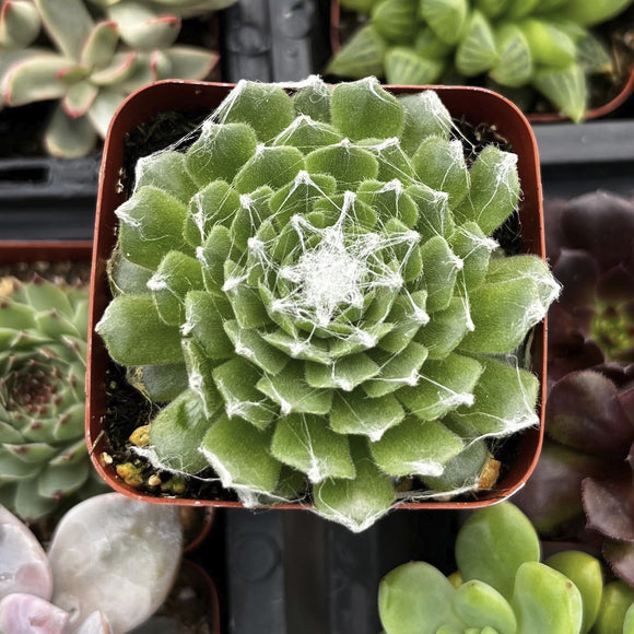 Sempervivum 'Cob Web' plant with spider web in a pot, surrounded by other plants.