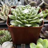 Sempervivum 'Cob Web' plant in a brown pot surrounded by other succulents