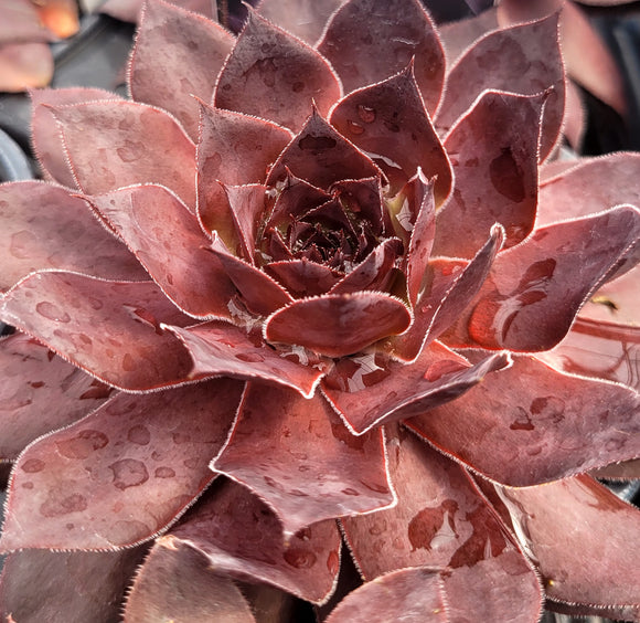 Sempervivum Supersemp® 'Onyx' - 4.5 inch Pots - Flat of 10