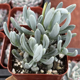 Close-up of a Senecio serpens succulent plant with a red pot.