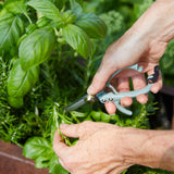 Person pruning a basil plant with garden shears.