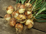 Bunch of onions on a wooden surface