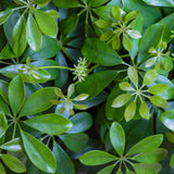 Close-up of Schefflera (Umbrella Plant)
