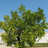Persian 'Bearss' Lime Tree (FL)
