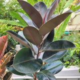Ficus Burgundy