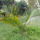 Majesty Palm Tree