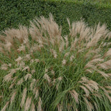 Adagio Maiden Grass