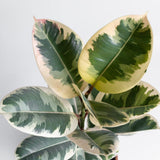 Ficus Tineke
