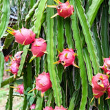 White Dragon Fruit