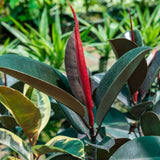 Ficus Burgundy