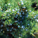 Close-up of a Brodie Eastern Red Cedar