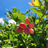 Miracle Fruit