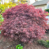 Crimson Queen Japanese Maple