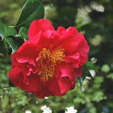 Greensboro Red Camellia