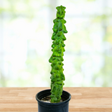 Tall green Totem Pole 'Major' cactus in a pot on a wooden surface with a blurred natural background