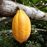 Yellow cacao fruit hanging from a tree branch in a natural setting