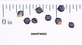 Seeds labeled 'SMARTWEED' with a ruler for scale on a white background