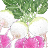 Illustration of radishes with green leaves on a white background