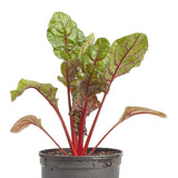 Potted Red Ruby Chard Seeds (Organic) with green and red leaves on a white background