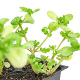 Purslane Greens Seeds (Organic)
