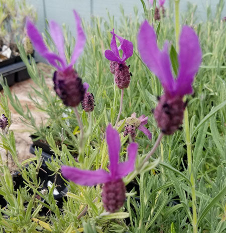Purple flowers with green leaves in a garden setting