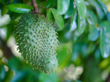 Soursop Guanabana fruit hanging from a tree with leaves in the background