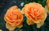 Close-up of two South Africa Roses with a blurred green background