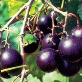 Close-up of Southern Home Muscadine Hybrid Super Sweet grapes on a vine with green leaves.