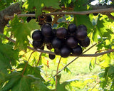 Bunch of dark Southern Home Muscadine Hybrid Super Sweet Grapes on a vine with green leaves