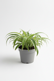 Reverse Spider Plant (Chlorophytum comosum) – Multiple Sizes & Pot Options