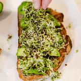 Sprout Spout Broccoli Starter Kit: Sprout Spout + 4oz or 1lb seeds + Free Sprout Scoop