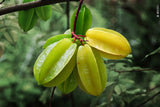 Yellow star fruits hanging from a branch with green leaves in the background