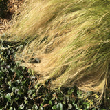 Close-up of Nasella grass and green leaves