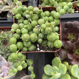 Curio rowleyanus aka String of Pearls plant in a pot surrounded by other plants