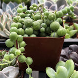 Curio rowleyanus aka String of Pearls plant with green spherical leaves in a brown pot, surrounded by other plants.