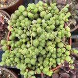 Curio rowleyanus aka String of Pearls with green, round leaves in a pot