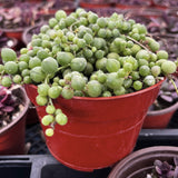 Curio rowleyanus aka String of Pearls plant in a red pot among other plants