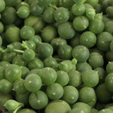 Close-up of Senecio rowleyanus 'String of Pearls'