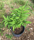 Young Red Sugar Apple, Sweetsop, Annona Tree in a pot on a grassy background
