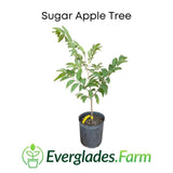 Sugar apple tree in a pot with 'Everglades Farm' branding on a white background