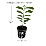 Red Sugar Apple Tree plant in a pot with dimensions on a white background