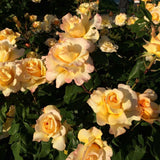 Yellow and white Sunny Sky Rose with a blurred background of people and trees